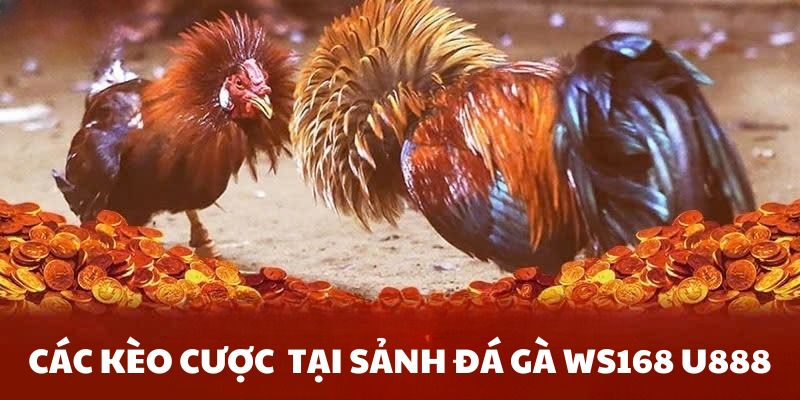 Đa dạng kèo cược khi tham gia sảnh Đá Gà WS168