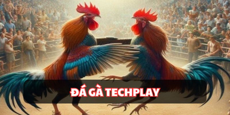 Giới thiệu sơ lược về hình thức đá gà Techplay