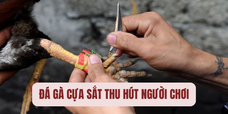 Đá gà cựa sắt hấp dẫn người chơi