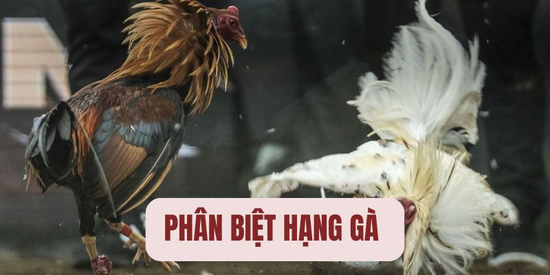 Quy định xác định hạng gà